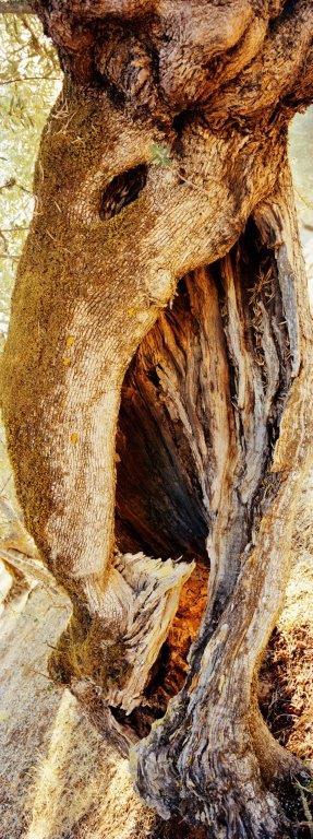 tronc d'arbre éléphant