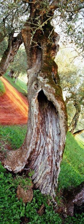 tronc d'arbre et herbe verte