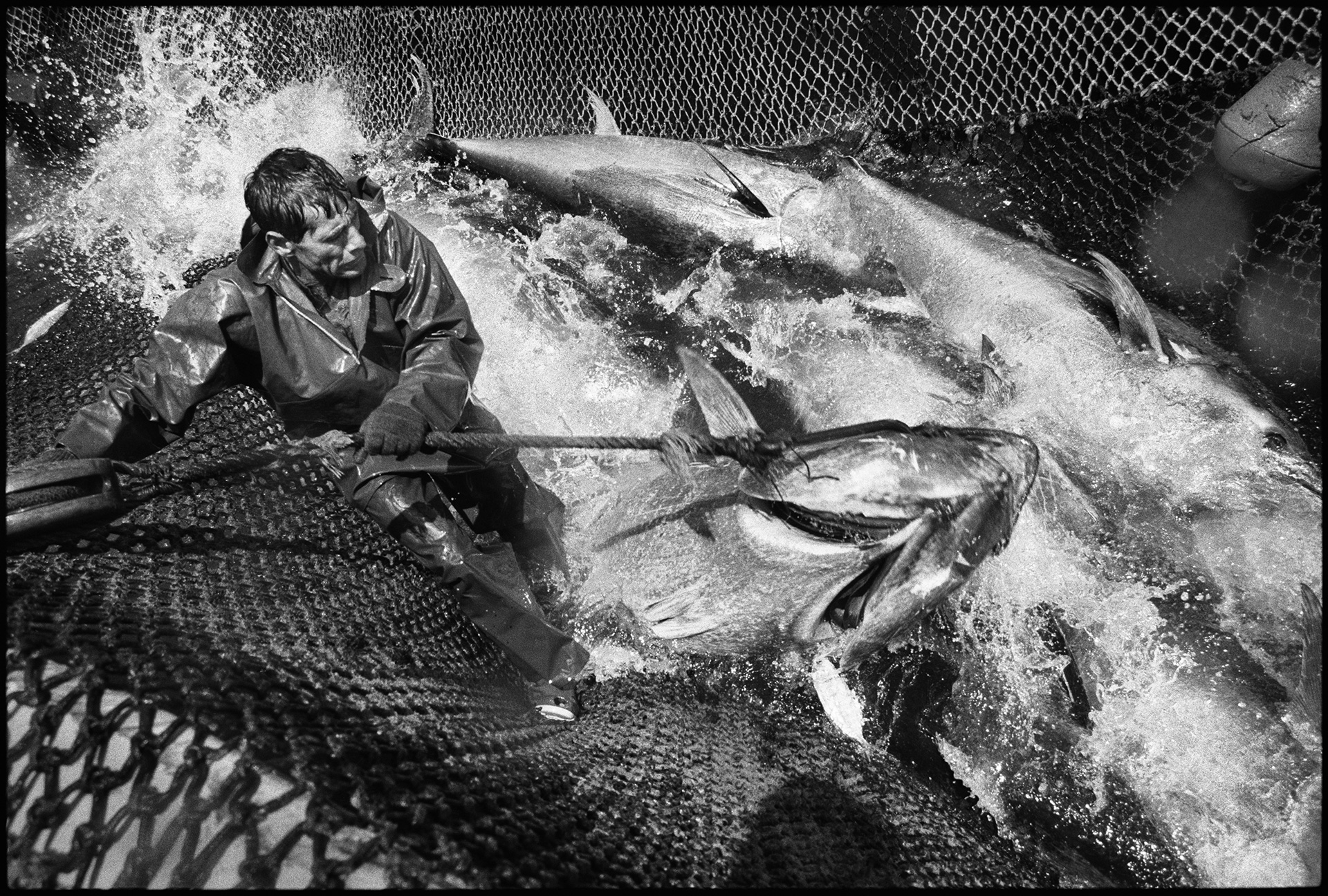 Jean Gaumy, Jean Gaumy, Almadraba, Zahara de los Atunes, Espagne, 1992 © Jean Gaumy / Magnum Photos