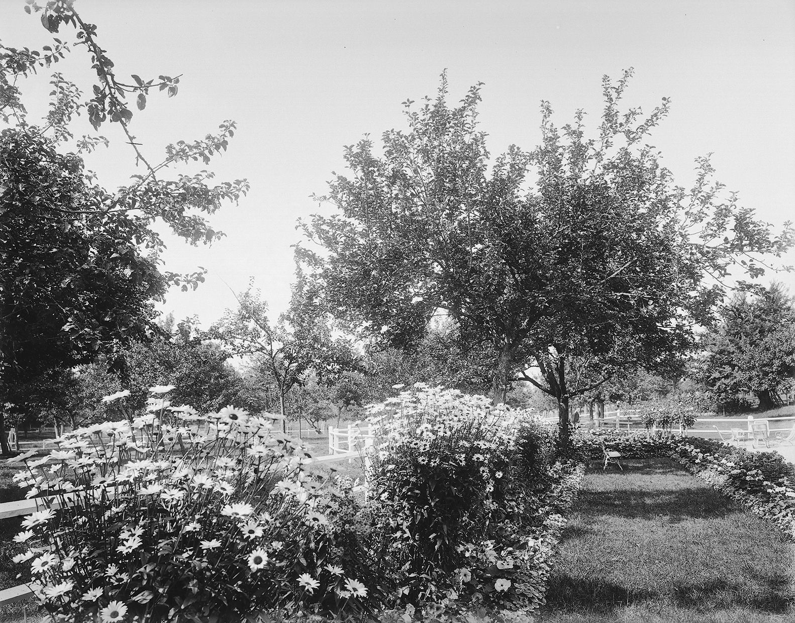Photographie en noir et blanc. Jardin.