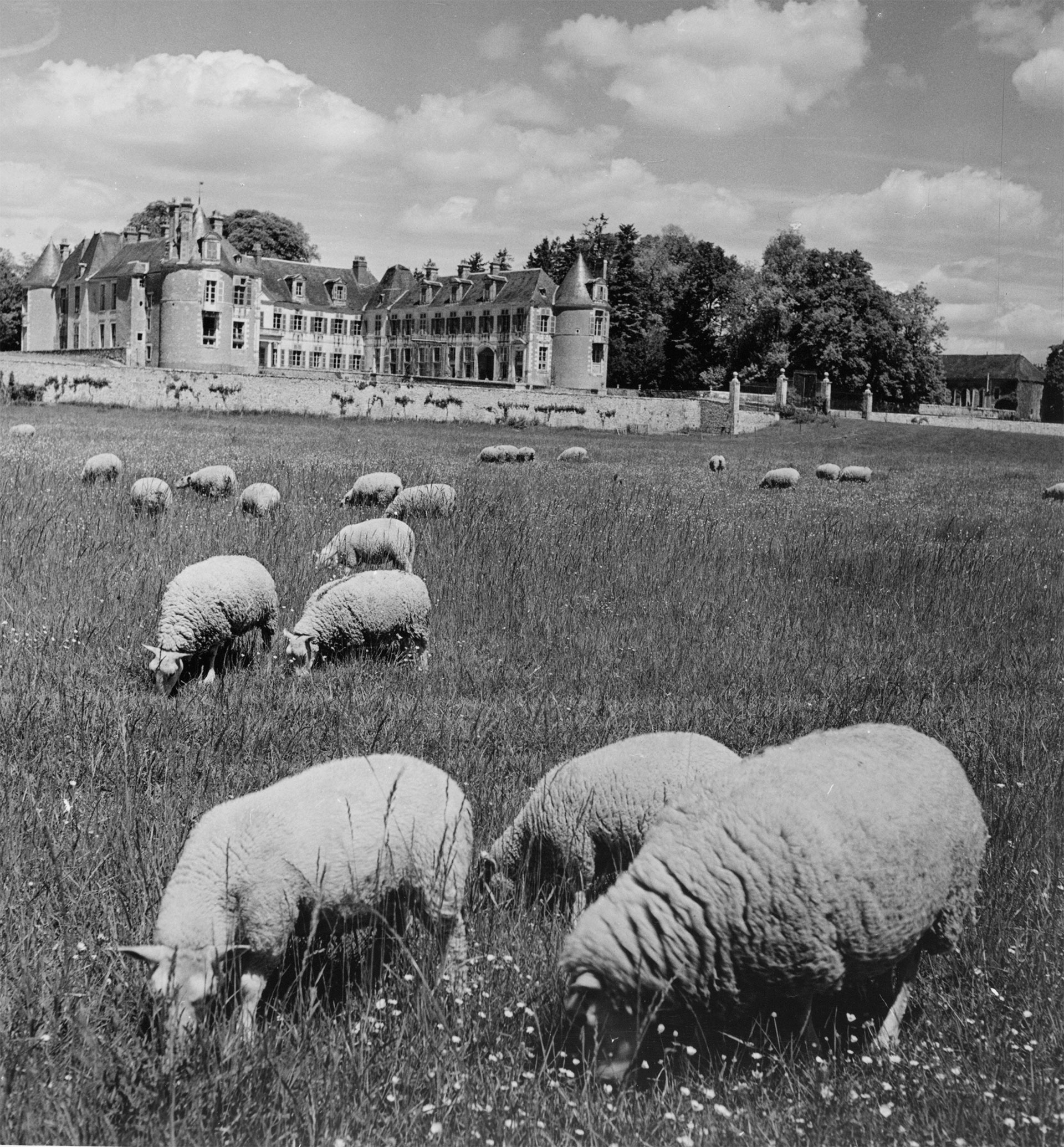 Troupeau de moutons paissant dans le parc du château d'Avaray