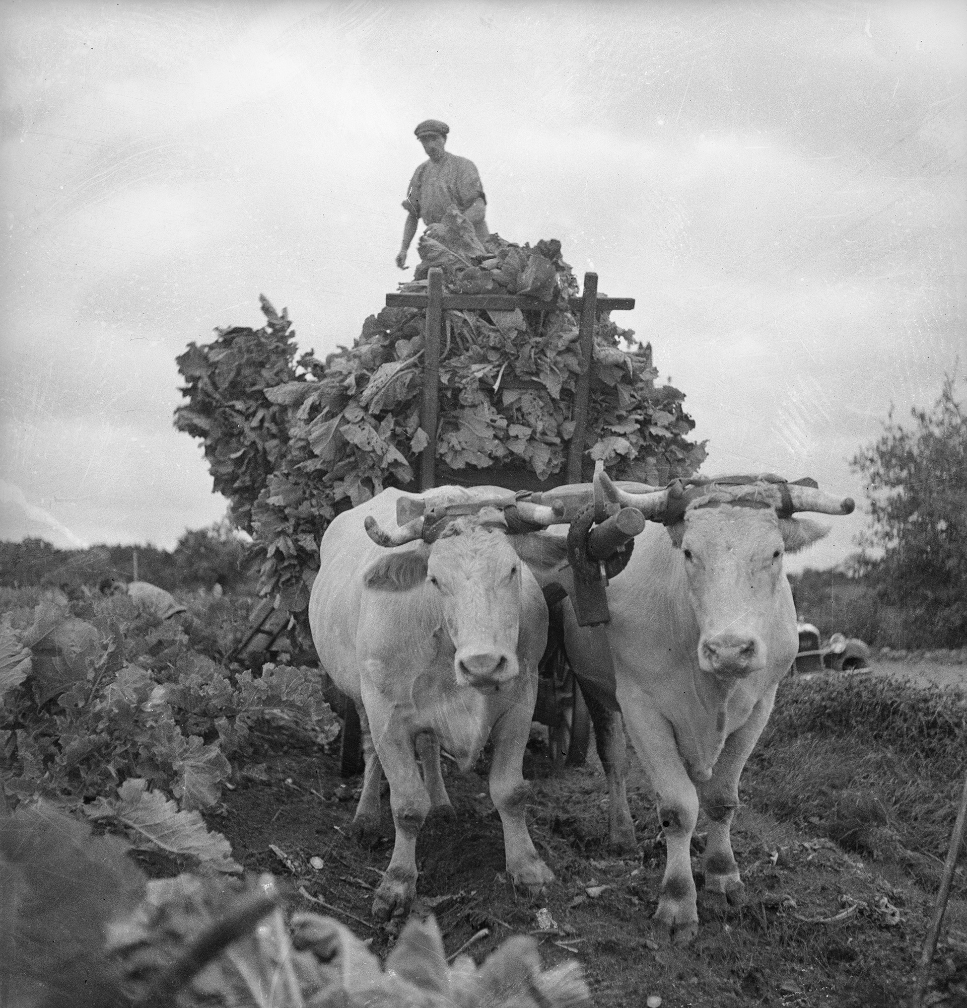Jean Roubier, La charretée de choux, Vendée, 1940-1950