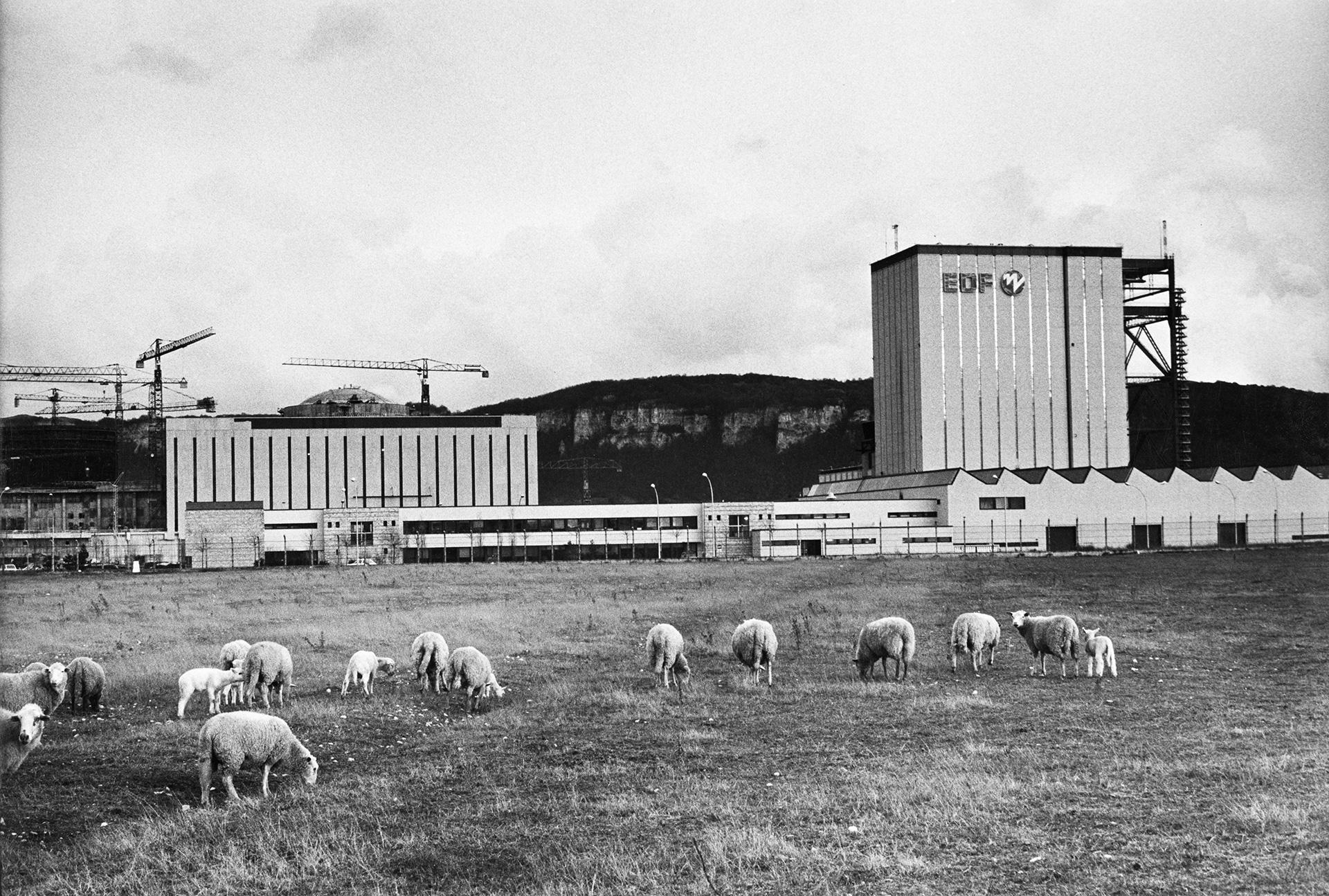Oui aux moutons, non aux neutrons !