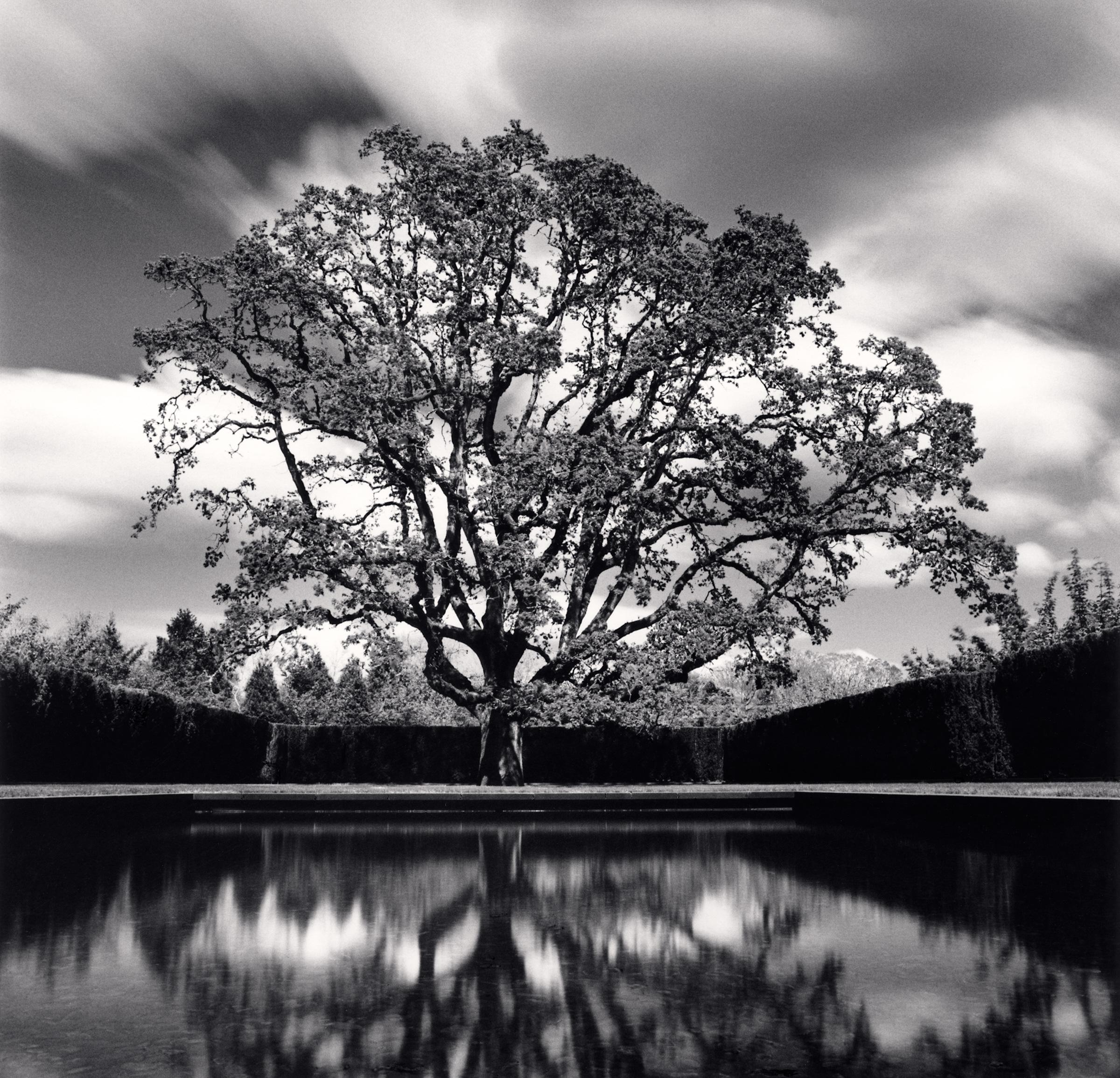 Michael Kenna, Grandfather Oak, Study 78, Beaverton, Oregon, USA. 2022