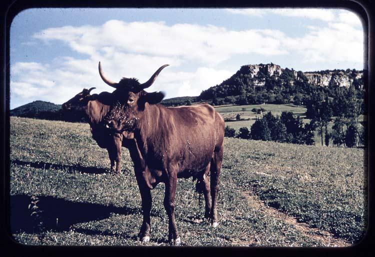 Lucien Viguier, Vache de race Aure-et-Saint-Girons dite aussi Casta, 1960-1975