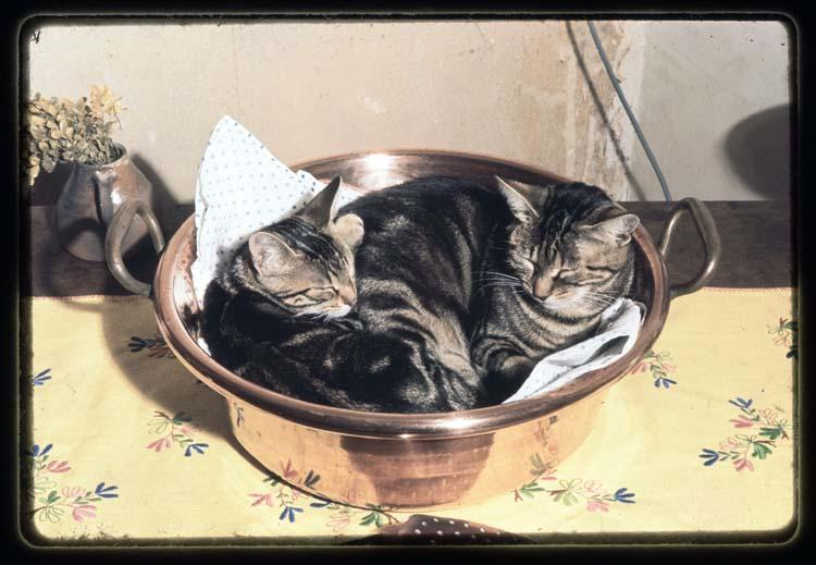 Lucien Viguier, Deux chats endormis dans une bassine à confiture, 1960-1975