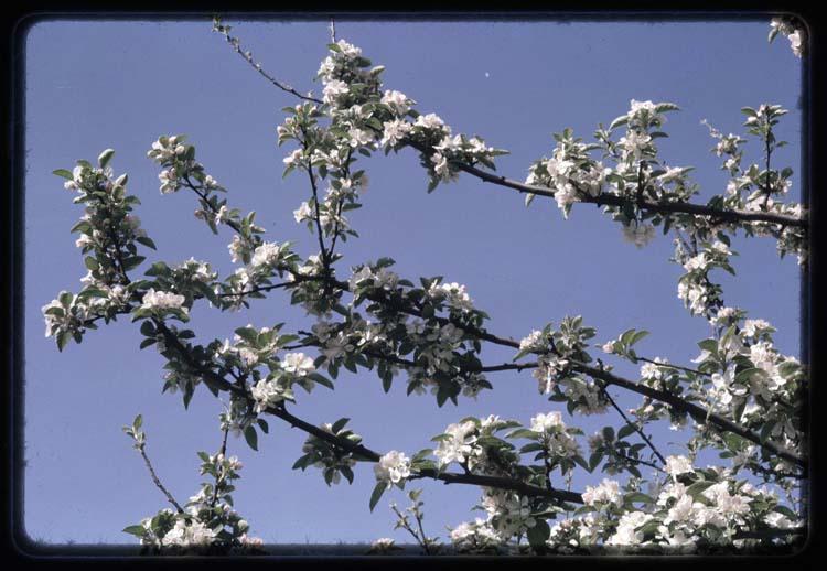 Lucien Viguier, Branches d'arbre en fleur,  vers 1964