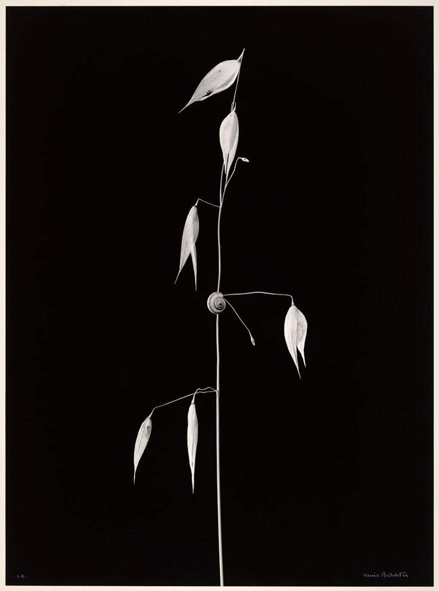 Denis Brihat, Brin de folle avoine, 1964
