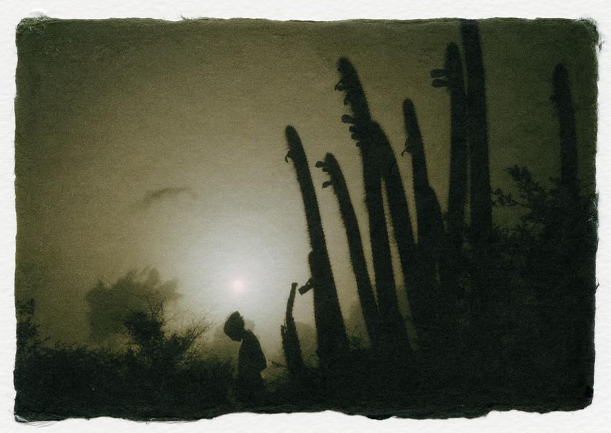 Dolorès Marat, Les cactus, Saint-Barthélemy, 2008, 22h, tirage couleur, procédé Fresson