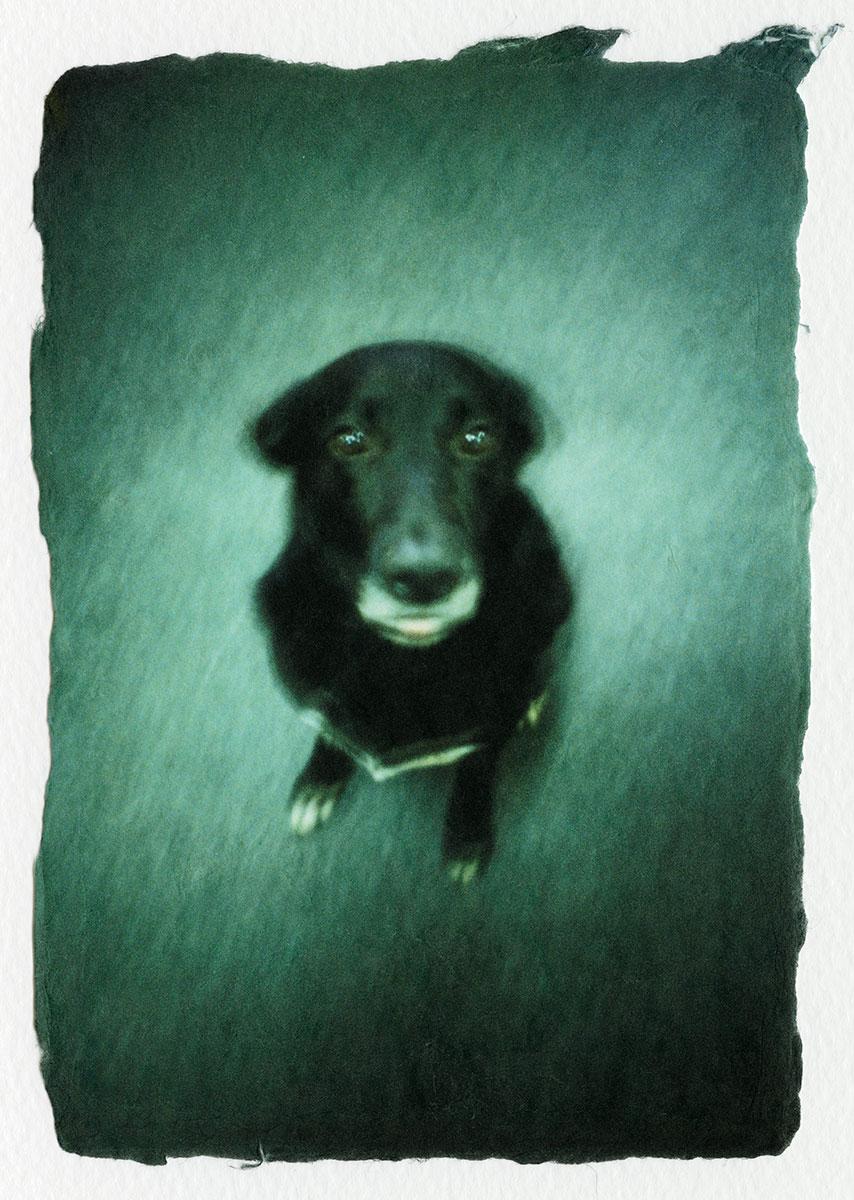 Dolorès Marat, Le chien noir sans nom, Corse, 2001, 20h, tirage couleur, procédé Fresson