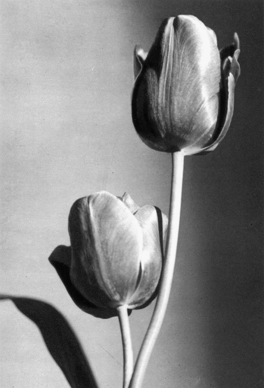 Jean Roubier, Tulipes, 1933 (avant)