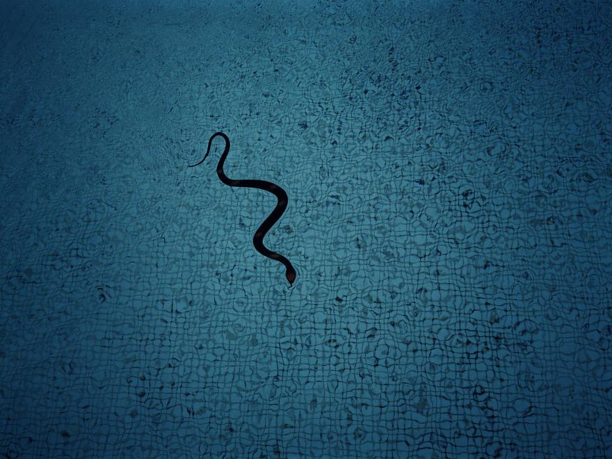 Gladys, Le serpent, Bouc-Bel-Air, 2002.