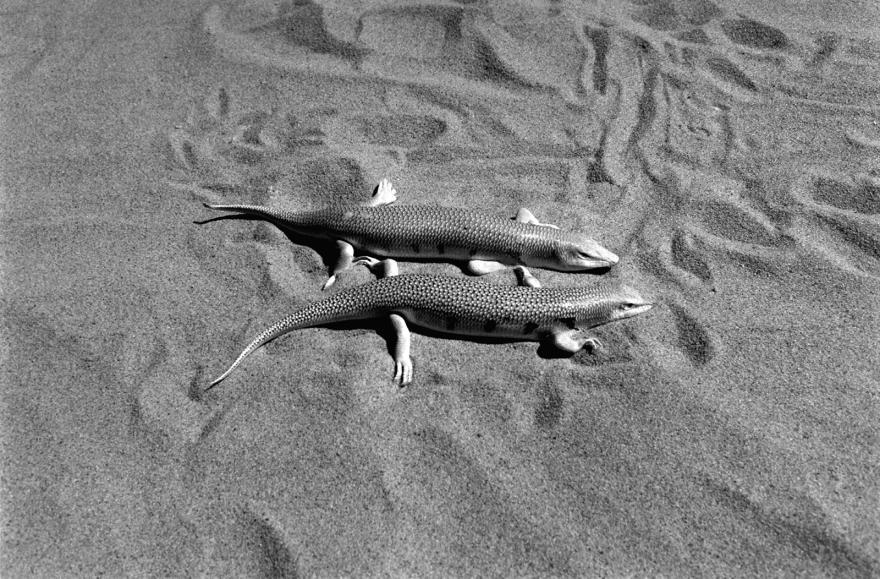 Gladys, Les deux lézards, Merzouga, Maroc, 1983.