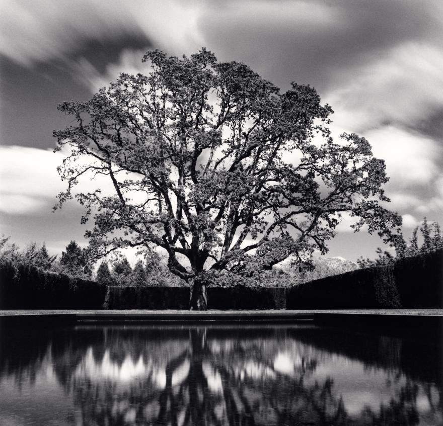 Michael Kenna, Grandfather Oak, Study 78, Beaverton, Oregon, USA. 2022