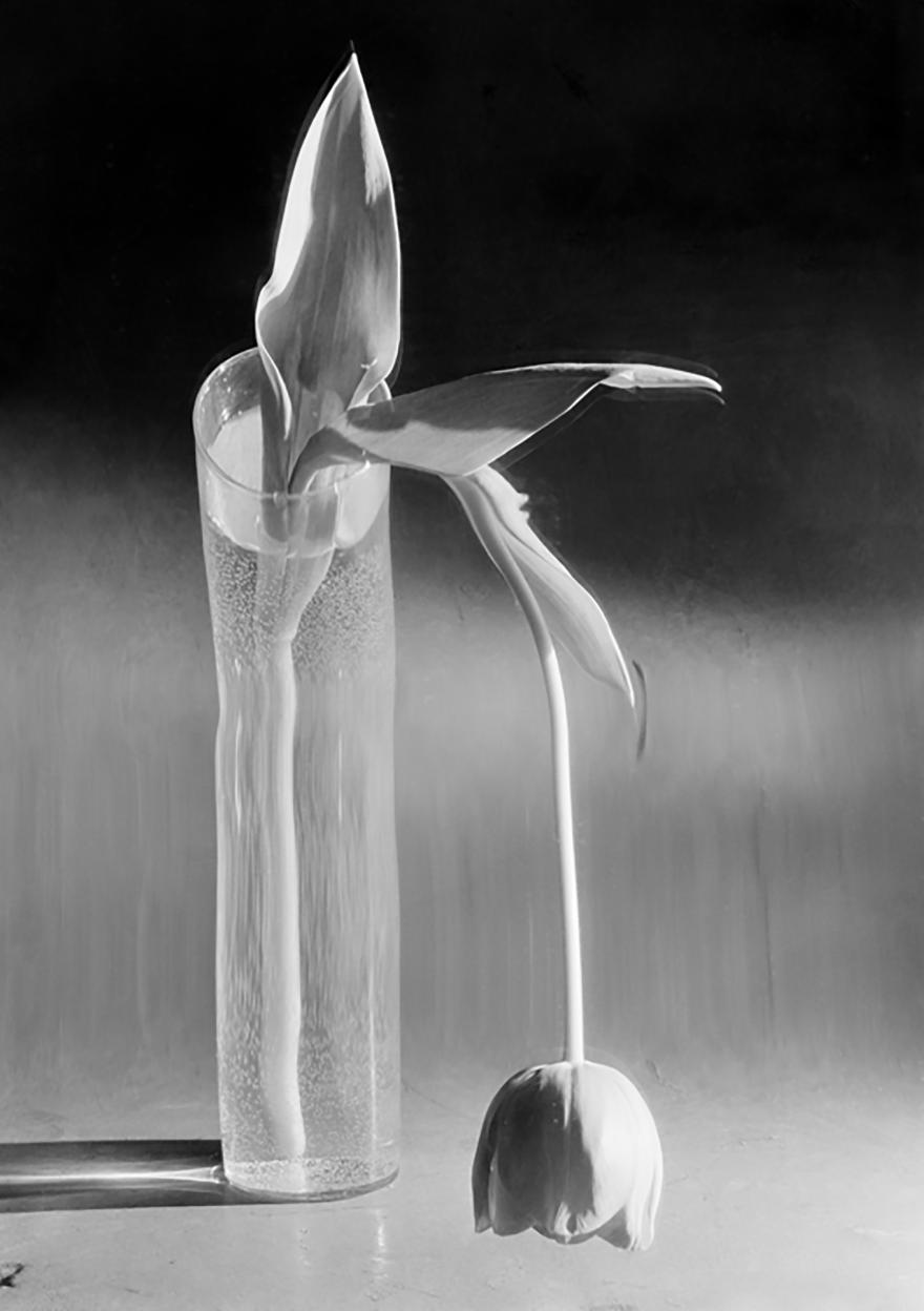 André Kertész, Tulipe mélancolique, New York,(États-Unis), 1939
