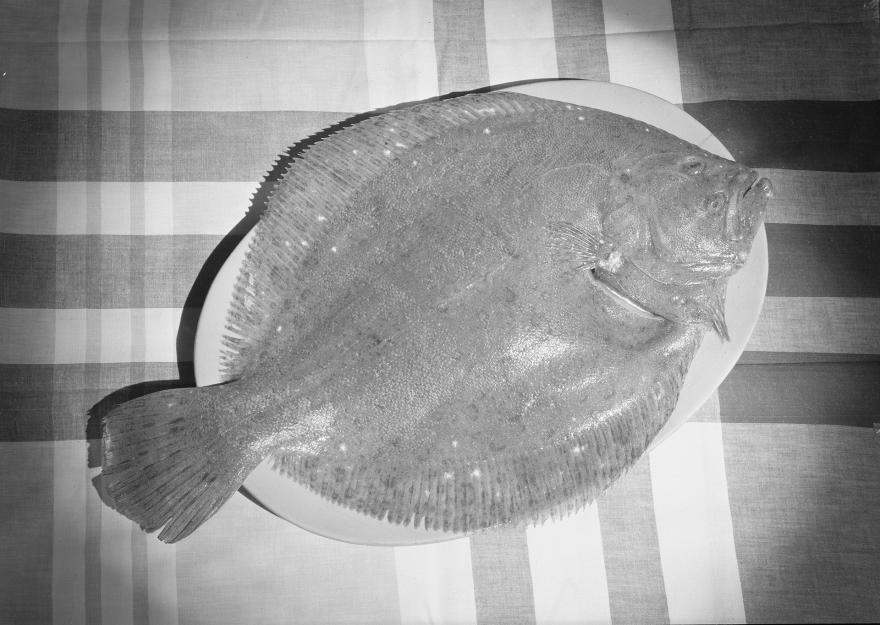 René-Jacques, Profil de sole sur une nappe à carreaux, France, 1946-1948