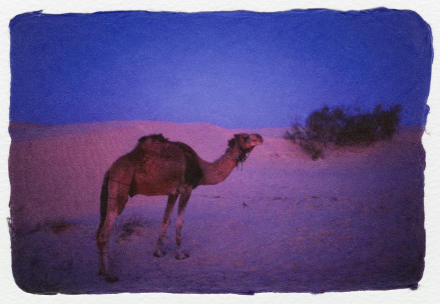 Dolorès Marat, Le dromadaire la nuit, Tunisie.