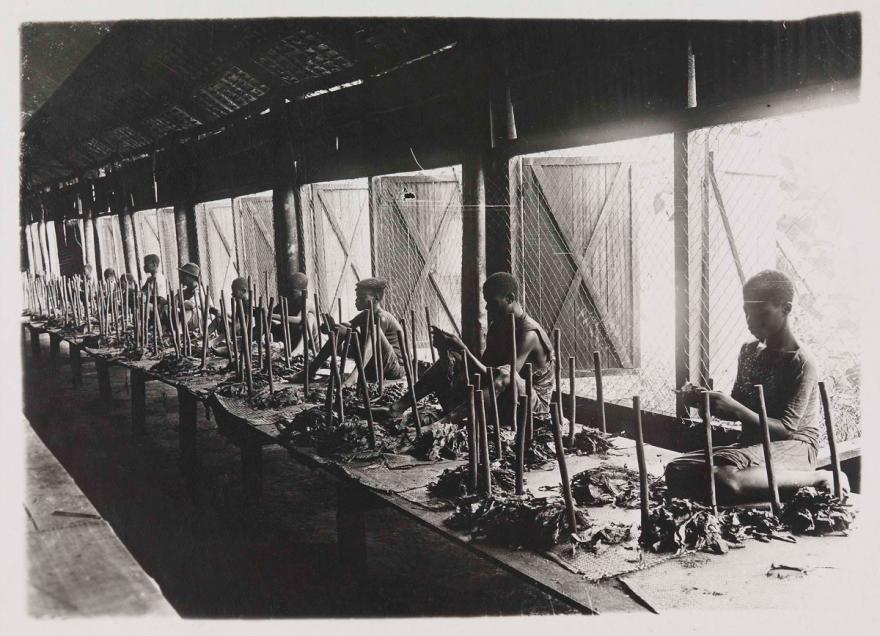 Dans l'atelier d'une plantation à Njombé, des employés assis sur des tables trient des feuilles de tabac suivant leur qualité.