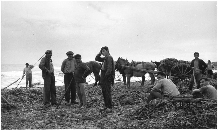 Denise Colomb, Récolte d'algues, Île-de-Sein (Finistère), 1950. © Donation Denise Colomb, Ministère de la Culture (France), Médiathèque du patrimoine et de la photographie, diffusion GrandPalaisRmn Photo