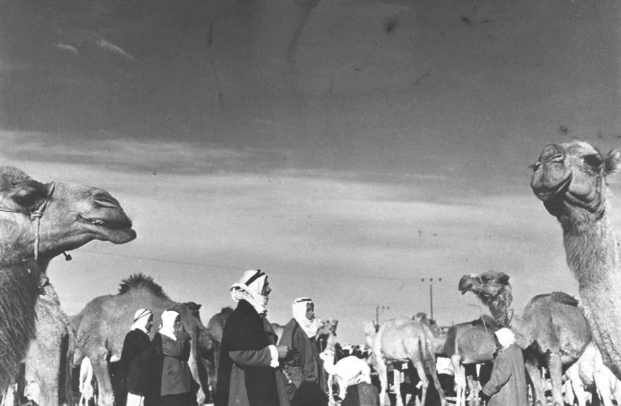 Denise Colomb, Nomades et dromadaires, Israël et territoires palestiniens, 1976. © Donation Denise Colomb, Ministère de la Culture (France), Médiathèque du patrimoine et de la photographie, diffusion GrandPalaisRmn Photo.
