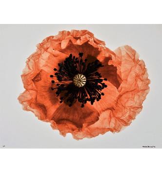 Media Name: denis_brihat_web.jpg