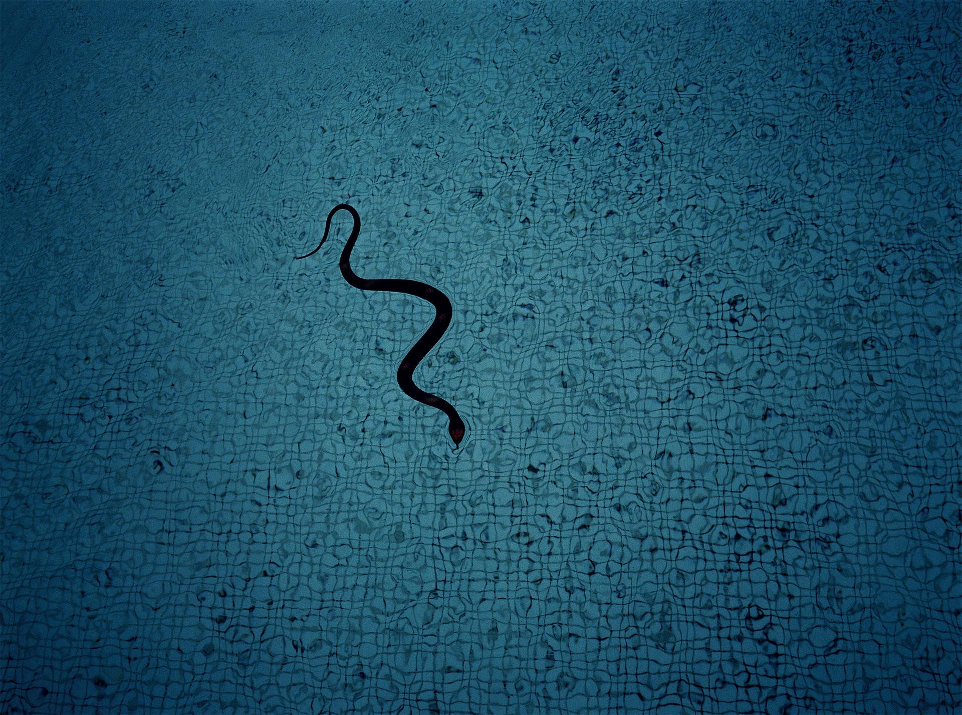 GLADYS, Le serpent, Bouc-Bel-Air, 2002. GLADYS, La pivoine, Paris, 2001 © Donation Gladys, ministère de la Culture (France), Médiathèque du patrimoine et de la photographie, diff. GrandPalaisRmn Photo.