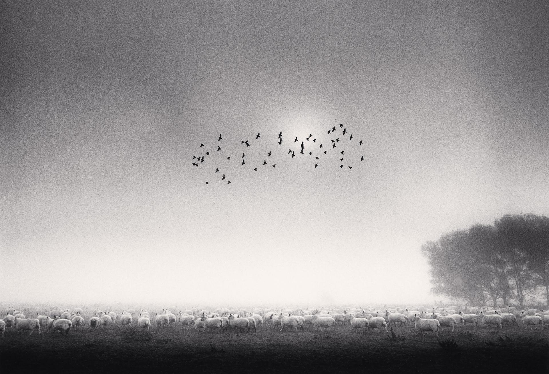 Michael Kenna, Cinquante-cinq oiseaux, Wolverton (Buckinghamshire, Angleterre), 1991 
